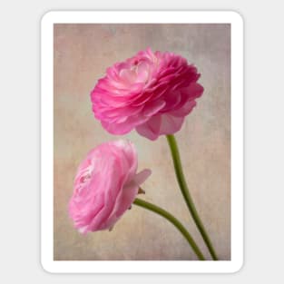 Two Wonderful Pink Textured Ranunculus Sticker